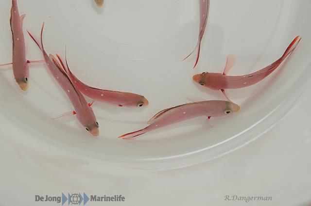 Paranthias furcifer | S/M