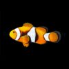 Amphiprion percula (Black) | M