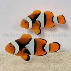 Amphiprion percula (Black) (pair) | All sizes