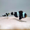 Amphiprion polymnus (pair) | All sizes