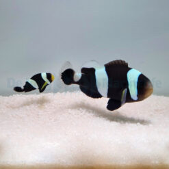 Amphiprion polymnus (pair) | All sizes
