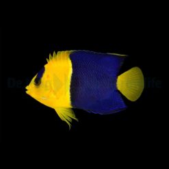 Centropyge bicolor | M