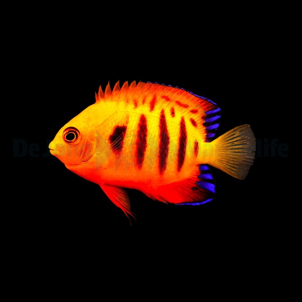 Centropyge loricula | M