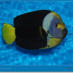 Chaetodontoplus Meredithi (male) | Size M/L