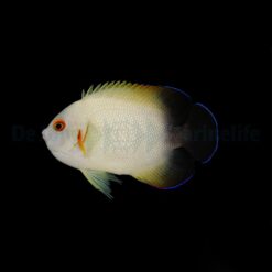 Centropyge Vrolikii | Size M