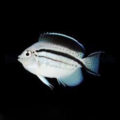 Genicanthus lamarck (female) | All sizes