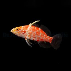 Plectranthias inermis | All sizes