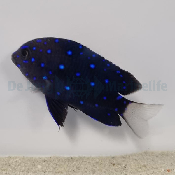 Microspathodon chrysurus | All sizes