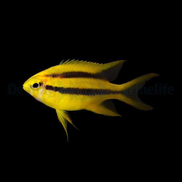 Neoglyphidodon nigroris | All sizes