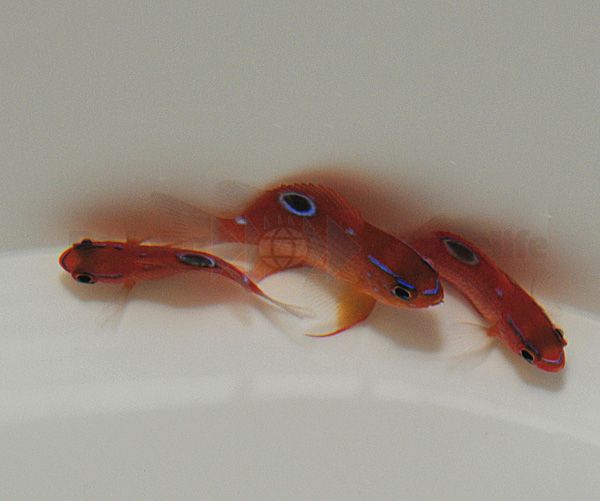 Neoglyphidodon polyacanthus | All sizes