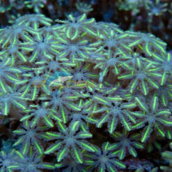 Clavularia spp. (Green) | M