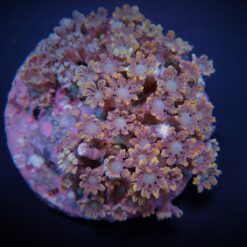 Clavularia spp. (Orange) (Striped) | S