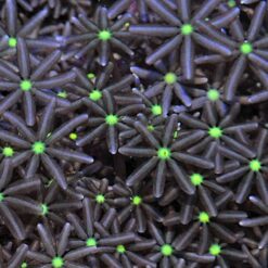 Knopia octocontacanalis | L