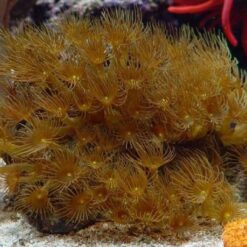 Parazoanthus gracilis (Yellow) | T