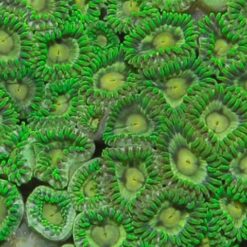 Zoanthus spp. (Green) | T