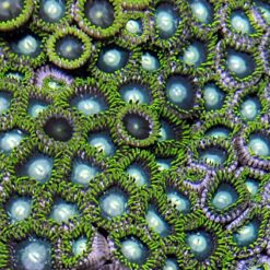 Zoanthus spp. (Green) | M
