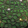 Zoanthus spp. (Green tip) | T