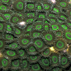 Zoanthus spp. (Green tip) | T