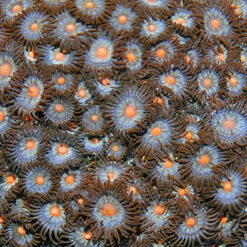 Zoanthus spp. (Orange tip) | S