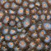 Zoanthus spp. (Orange tip) | XL