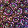 Zoanthus spp. (Pink) | L
