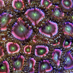 Zoanthus spp. (Pink) | L
