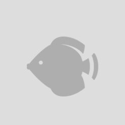 Zoanthus spp. (Colored) (Vietnam) | S