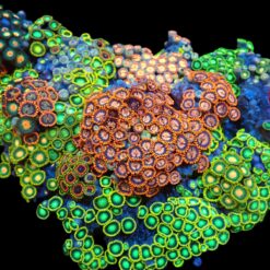 Zoanthus spp. (Premium) (Colored) (Vietnam) | S