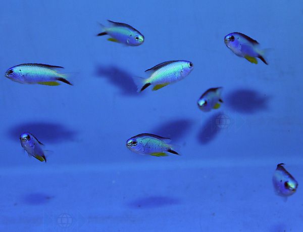 Pomacentrus alleni | All sizes