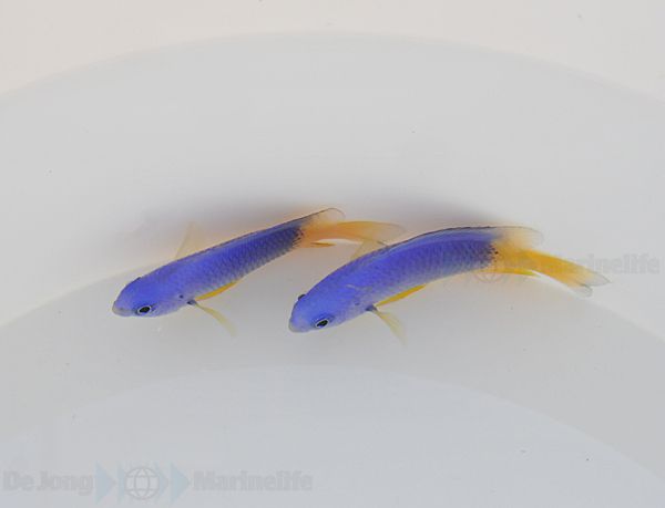 Pomacentrus caeruleus | All sizes