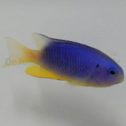 Pomacentrus coelestis | All sizes