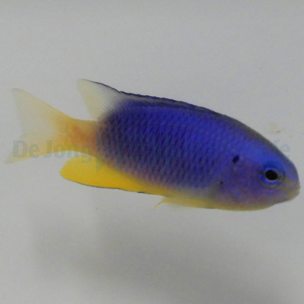 Pomacentrus coelestis | All sizes
