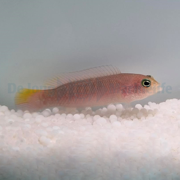 Pseudochromis cyanotaenia (female) | All sizes