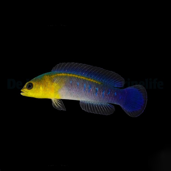 Pseudochromis cyanotaenia (male) | All sizes