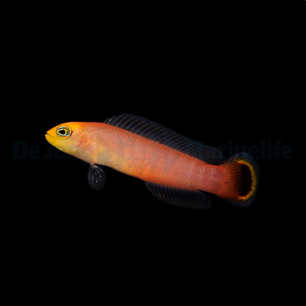 Pseudochromis elongatus | All sizes
