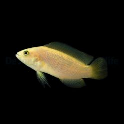 Pseudochromis fuscus | All sizes