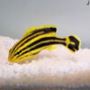 Plectorhinchus gaterinus | M