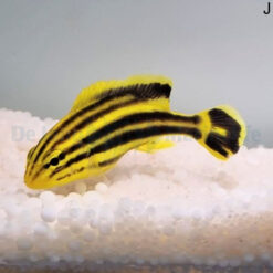 Plectorhinchus gaterinus | M