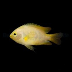 Pomacentrus moluccensis | All sizes