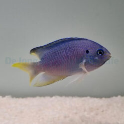 Pomacentrus pavo | All sizes