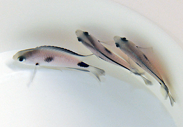 Pomacentrus vatosoa | All sizes