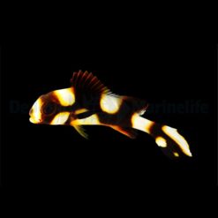 Plectorhinchus vittatus | L