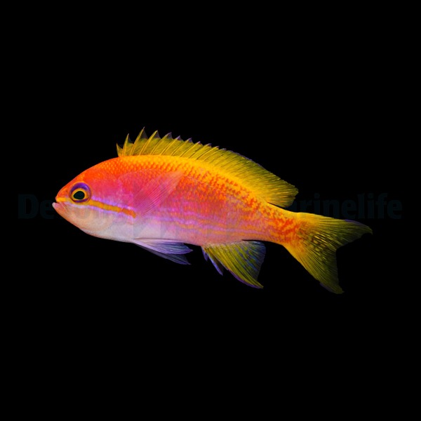 Pseudanthias bimaculatus (female) | All sizes