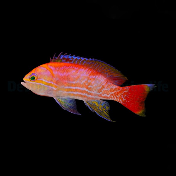 Pseudanthias bimaculatus (male) | All sizes