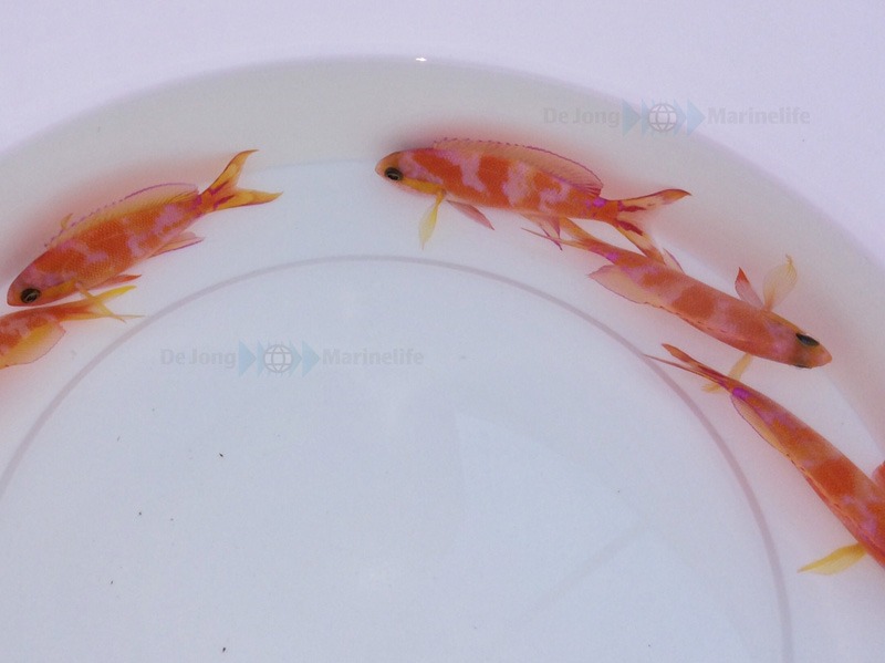 Pseudanthias calloura | All sizes