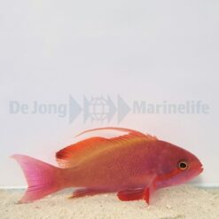 Pseudanthias cheirospilos (male) | All sizes