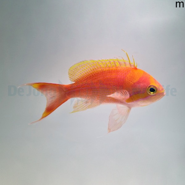 Pseudanthias fasciatus (male) | All sizes