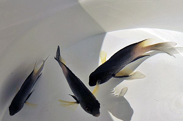 Stegastes partitus | All sizes