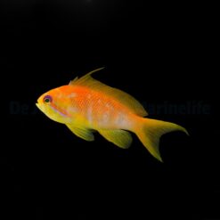 Pseudanthias squamipinnis (female) | All sizes