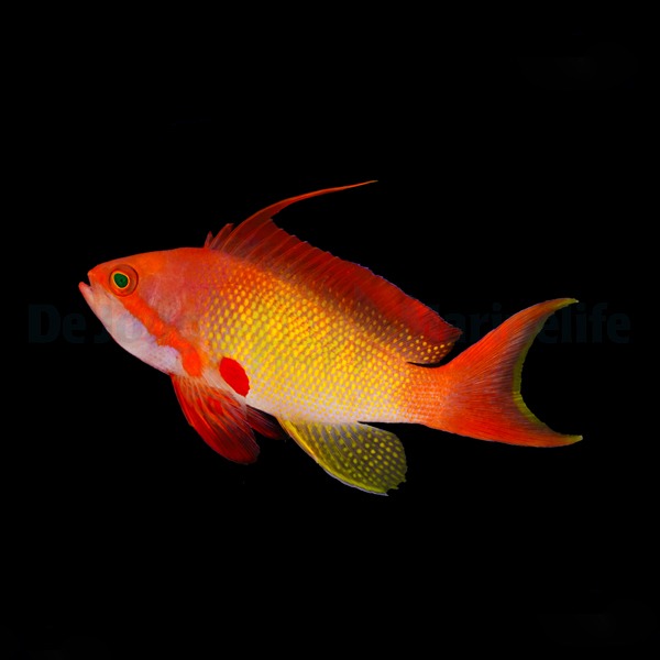 Pseudanthias squamipinnis (male) | All sizes